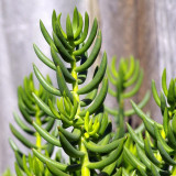Reflexed Stonecrop Seeds - Sedum rupestre, Gray-Green Succulent for Rock Gardens