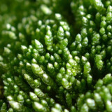 Silver Moss Seeds - Fast-Reviving & Low-Maintenance for Rock Gardens & Bonsai