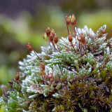 Silver Moss Seeds - Fast-Reviving & Low-Maintenance for Rock Gardens & Bonsai
