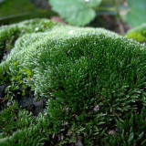 Silver Moss Seeds - Fast-Reviving & Low-Maintenance for Rock Gardens & Bonsai