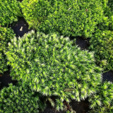 White Cushion Moss Seeds - Leucobryum glaucum, Pale Gray Moss, Goose-neck Seta, Ideal for Miniature Landscapes