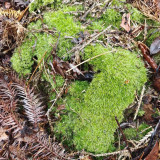 White Cushion Moss Seeds - Leucobryum glaucum, Pale Gray Moss, Goose-neck Seta, Ideal for Miniature Landscapes