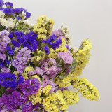 Wavyleaf Sea Lavender Seeds - Colorful Everlasting Flowers for Gardens, Cut & Dried Flower Variety