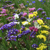Wavyleaf Sea Lavender Seeds - Colorful Everlasting Flowers for Gardens, Cut & Dried Flower Variety