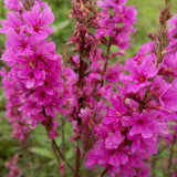 Purple Loosestrife (Lythrum salicaria) Seeds - Perennial Medicinal Herb for Wetlands & Gardens