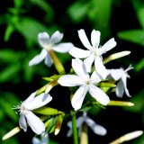 Bouncing Bet Seeds (Saponaria officinalis) - White Perennial Flowers, Long Blooming, Low Maintenance Plant