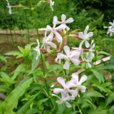 Bouncing Bet Seeds (Saponaria officinalis) - White Perennial Flowers, Long Blooming, Low Maintenance Plant