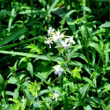 Bouncing Bet Seeds (Saponaria officinalis) - White Perennial Flowers, Long Blooming, Low Maintenance Plant