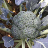 Japanese Broccoli Seeds F1 Hybrid - Early Maturing 90 Days, Compact Dome Curds, Cool Climate Adaptable