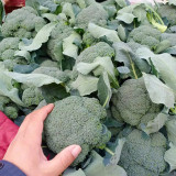 Japanese Broccoli Seeds F1 Hybrid - Early Maturing 90 Days, Compact Dome Curds, Cool Climate Adaptable