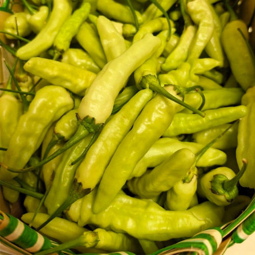 White Wrinkled Xiaomila Chili Pepper Seeds – Medium-Maturing, Wrinkled Upright Fruits, Ideal for Pickling & Fresh Use