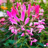 Spider Flower (Cleome houtteana) Seeds - Butterfly-like Rose-Red Blooms, Medicinal Plant
