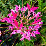 Spider Flower (Cleome houtteana) Seeds - Butterfly-like Rose-Red Blooms, Medicinal Plant