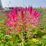 Spider Flower (Cleome houtteana) Seeds - Butterfly-like Rose-Red Blooms, Medicinal Plant