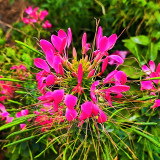 Spider Flower (Cleome houtteana) Seeds - Butterfly-like Rose-Red Blooms, Medicinal Plant