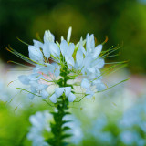White Spider Flower Seeds - Butterfly-Like Blooms for Sunny Gardens, Medicinal & Long Blooming