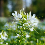 White Spider Flower Seeds - Butterfly-Like Blooms for Sunny Gardens, Medicinal & Long Blooming