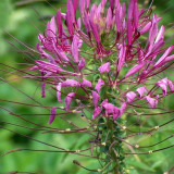 Spider Flower Seeds - Purple Butterfly-Like Blooms, Fast-Growing, Traditional Medicinal Plant