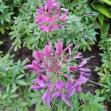 Spider Flower Seeds - Purple Butterfly-Like Blooms, Fast-Growing, Traditional Medicinal Plant