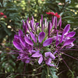 Spider Flower Seeds - Purple Butterfly-Like Blooms, Fast-Growing, Traditional Medicinal Plant
