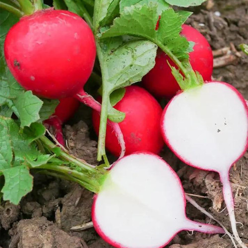 Red Cherry Radish Seeds - Fast Growing, Disease Resistant, High Yield