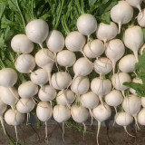 Large Round White Radish F1 Seeds - Sweet Crisp, Fast Growth, Superior Quality
