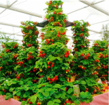 Rare Red Giant Climbing Strawberry Seeds for Home & Garden