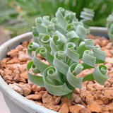 Broad-leaved Albuca (Albuca Concordiana) Seeds - Unique Succulent With Curly Spiral Leaves