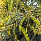 Pigeon Pea Seeds - Nitrogen-Fixing Shrub, Protein-Rich Crop for Food & Medicine