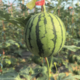 Rainbow Gift F1 Watermelon Seeds - Early Maturing, Orange Sweet Flesh, High Yield