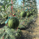 Rainbow Gift F1 Watermelon Seeds - Early Maturing, Orange Sweet Flesh, High Yield