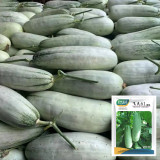 Yangjiao Melon Seeds - Flying 61 Horn Honeydew Variety, High Brix Sweetness for Greenhouse & Garden