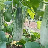 Horn Honey Melon Seeds - Slender Grey-Green Fruit with Light Green Flesh, Superb Flavor