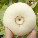 White Honey Jar Melon Hybrid Seeds - High Sugar, Sweet & Juicy, Crisp White Flesh, High Yield