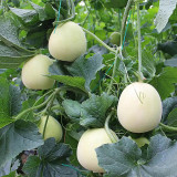 White Honey Jar Melon Hybrid Seeds - High Sugar, Sweet & Juicy, Crisp White Flesh, High Yield