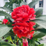 Red Garden Balsam Double Flower Seeds - Long Lasting Summer Beauty for Pots & Borders