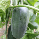 Flying No.8' Sweet Melon Hybrid F1 Seeds - Sweet, High Yield & Disease Resistant Variety