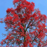 Illawarra Flame Tree Seeds (Brachychiton acerifolius) – Rare Exotic Red Flowering Ornamental for Gardens and Landscaping
