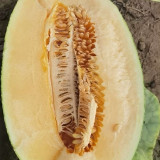 Premium Zhenyu Sweet Melon Seeds - High Yield, Disease Resistant, Crisp Juicy Fruit, Intense Aroma, Long Shelf Life