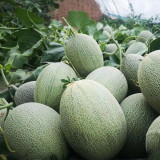 Premium Zhenyu Sweet Melon Seeds - High Yield, Disease Resistant, Crisp Juicy Fruit, Intense Aroma, Long Shelf Life