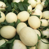 Haoyu Sweet Melon Seeds - Premium Hybrid White-Skin Melon, Jade-Green Flesh, High Brix 18°