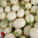Haoyu Sweet Melon Seeds - Premium Hybrid White-Skin Melon, Jade-Green Flesh, High Brix 18°