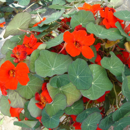 Royal Scarlet' Red Nasturtium Seeds - Edible Flowers, Peppery Leaves for Salads, Fast-Growing Vine for Trellis