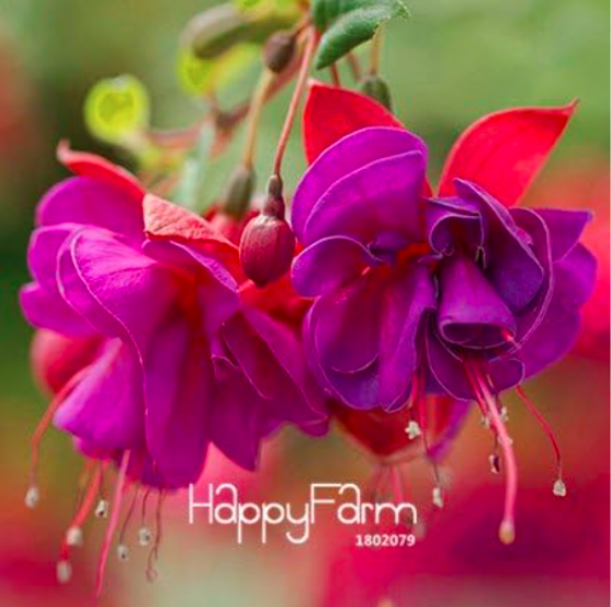 Fuchsia Seeds Potted Flower Hanging Fuchsia Flowers (Color: 16)