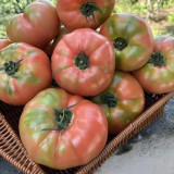 'Dongfanghong' Tomato Seeds - Wrinkled Fruits, Rich Aroma, Organic Gardening