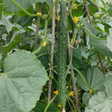 'Emerald Heart' Cucumber Seeds — Cucumis sativus, Premium Green Core Variety, High-Yield Hybrid, 34cm Straight Fruits