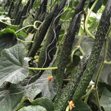 'Fuyang No.2' F1 Cucumber Seeds - High Yield & Disease Resistant, Compact Plant, Multi-Season Cultivation