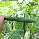 'Emerald Heart' Cucumber Seeds — Cucumis sativus, Premium Green Core Variety, High-Yield Hybrid, 34cm Straight Fruits