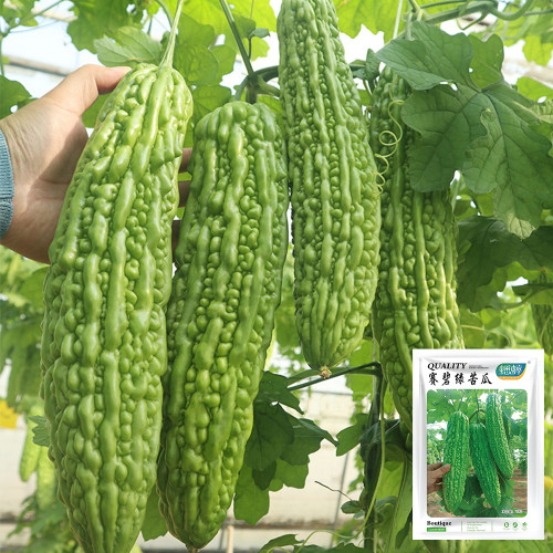 'Saibi' Green Bitter Gourd Seeds - High Quality Fruit, Vigorous Plants, Disease Resistant, for Greenhouse & Open Field Cultivation