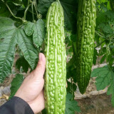 'Saibi' Green Bitter Gourd Seeds - High Quality Fruit, Vigorous Plants, Disease Resistant, for Greenhouse & Open Field Cultivation